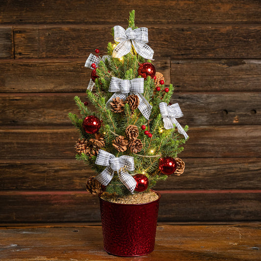 Home for the Holidays Living Christmas Tree - 1 Gallon