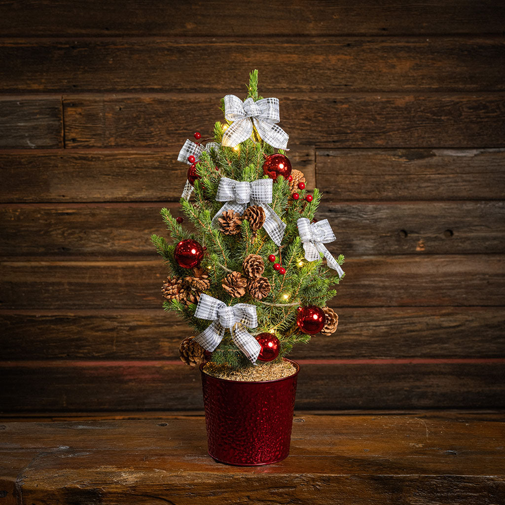 Home for the Holidays Living Christmas Tree - 1 Gallon