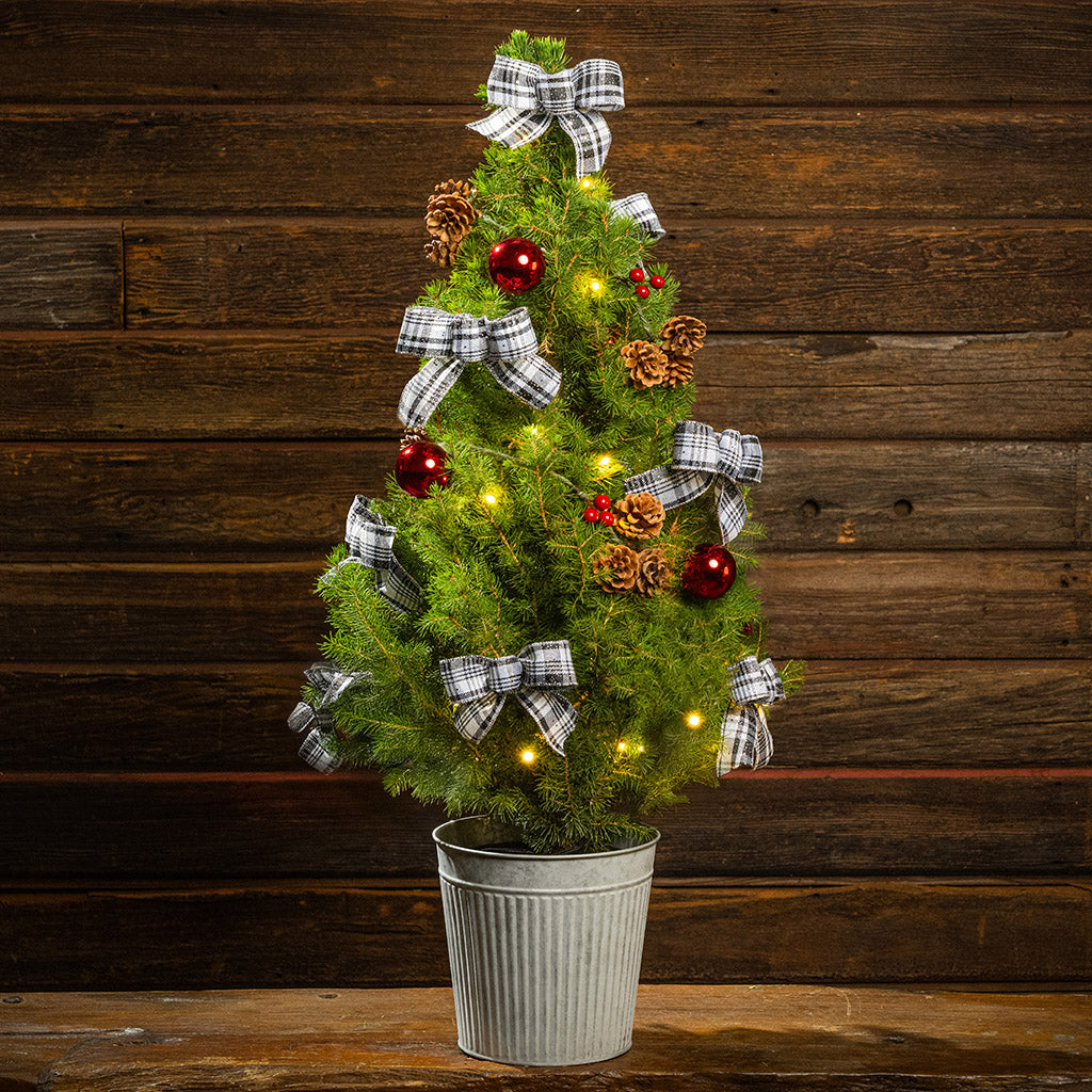 Home for the Holidays Living Christmas Tree - 1 Gallon – Lynch