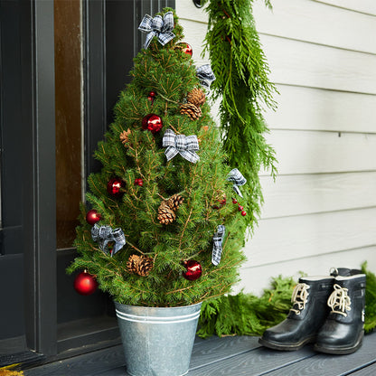 Home for the Holidays Living Christmas Tree - 1 Gallon
