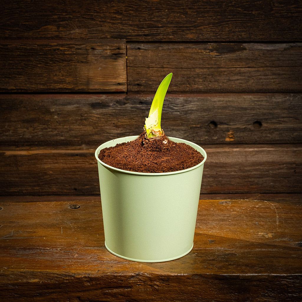 Ivory Forest Amaryllis – Lynch Creek Farm