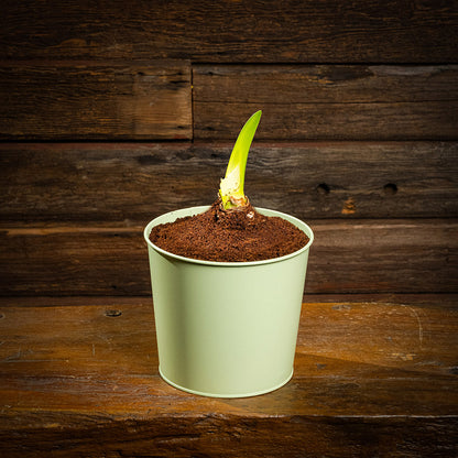 amaryllis bulb, soil disc, and a sage green metal container