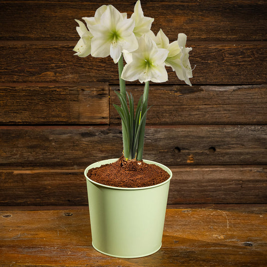 amaryllis bulb, soil disc, and a sage green metal container