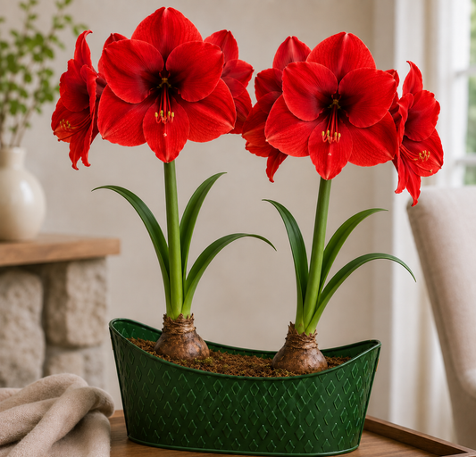 Majestic Blooms