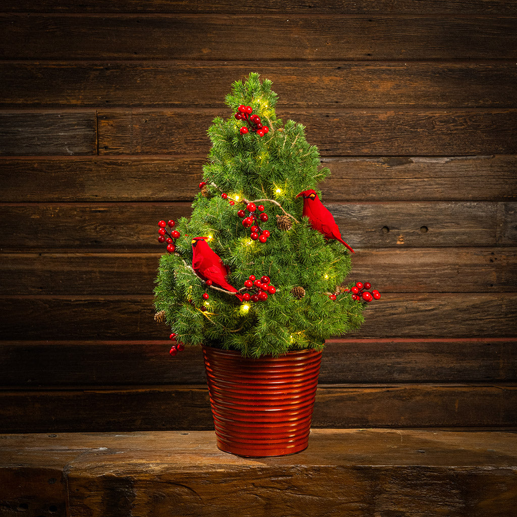 red tree① Merry Redbirds Living Christmas Tree - 2 Gallons – Lynch Creek Farm