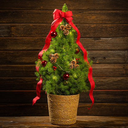 Natural Noel Living Christmas Tree - 1 Gallon