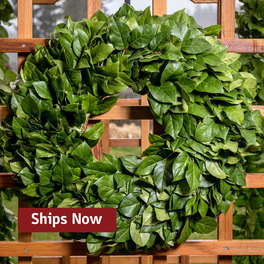 Northwest Salal Wreath