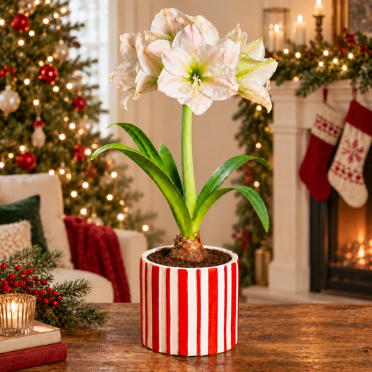 Peppermint Wishes