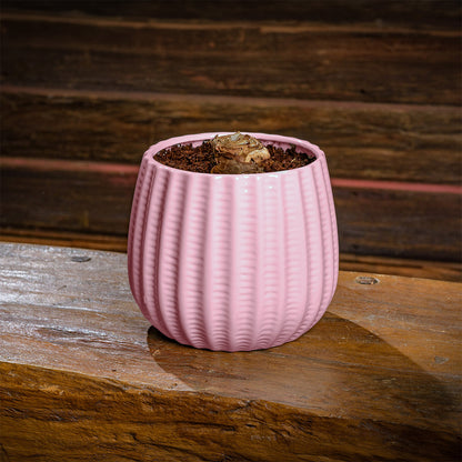 Graceful Moments Amaryllis