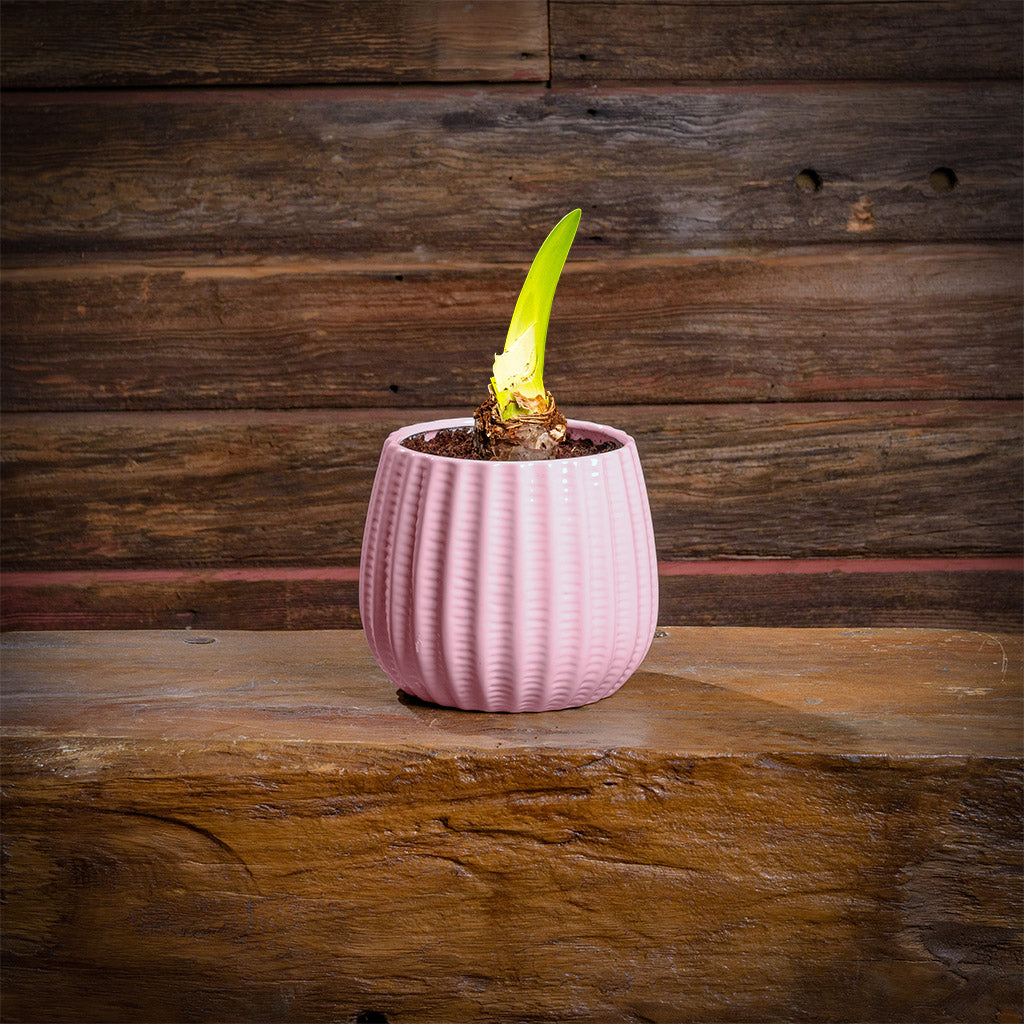 Graceful Moments Amaryllis