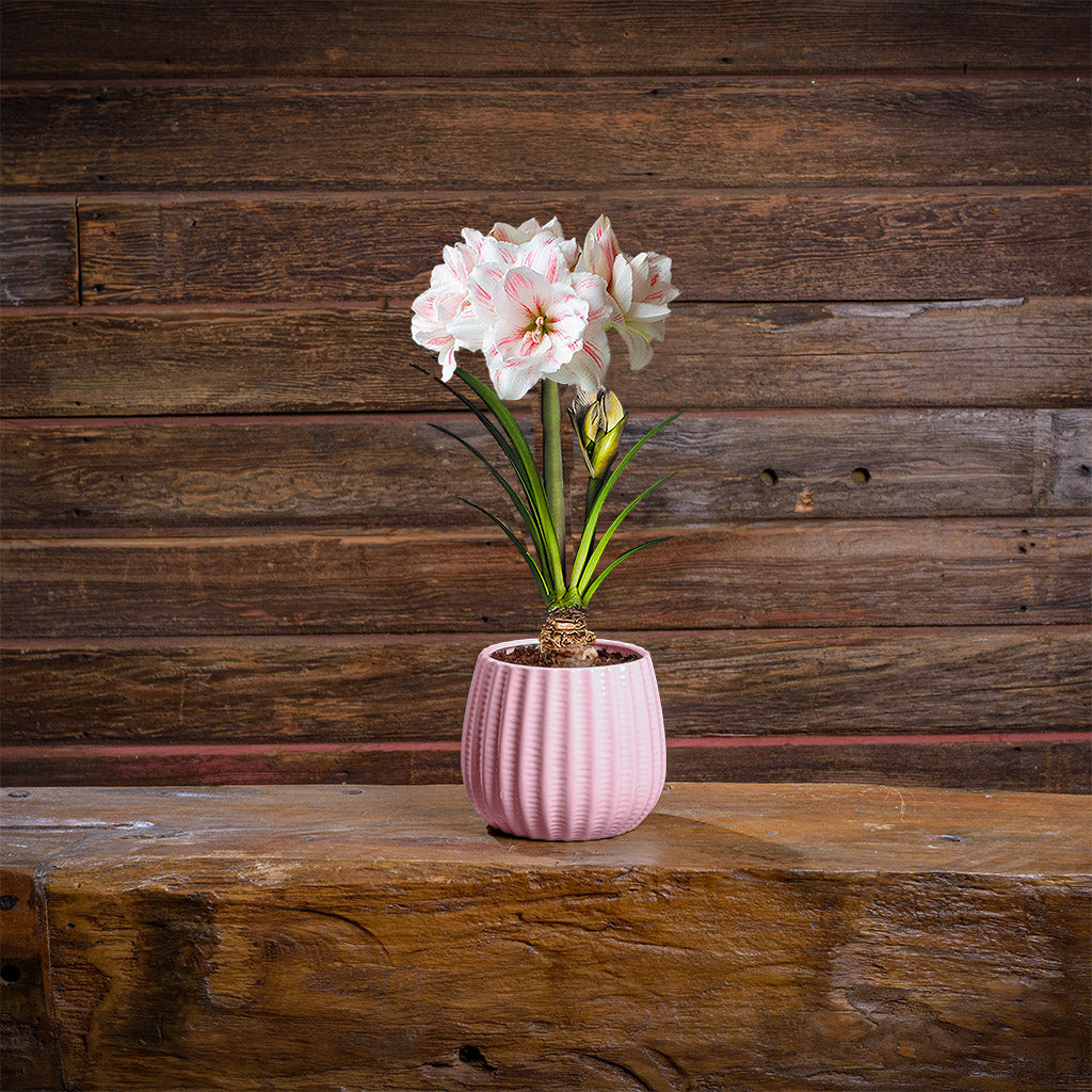 Graceful Moments Amaryllis – Lynch Creek Farm