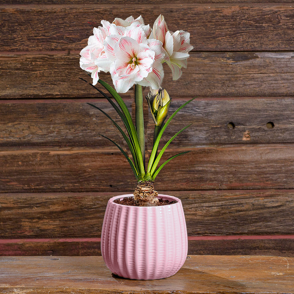 Amaryllis Collection – Lynch Creek Farm