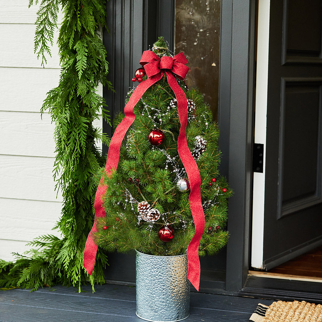 Scarlet Forest Living Christmas Tree - 1 Gallon