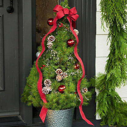 Scarlet Forest Living Christmas Tree - 1 Gallon