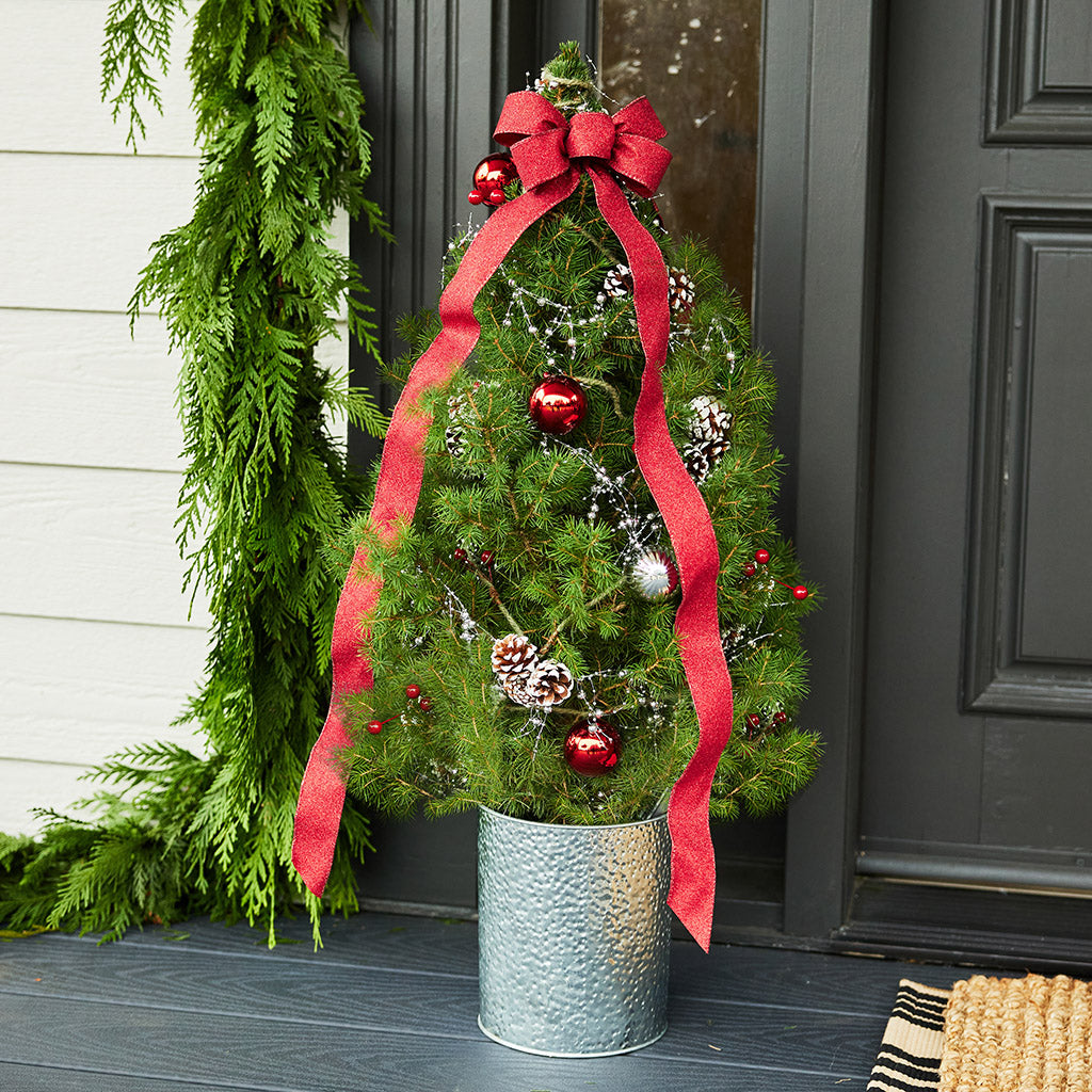 Scarlet Forest Living Christmas Tree - 1 Gallon