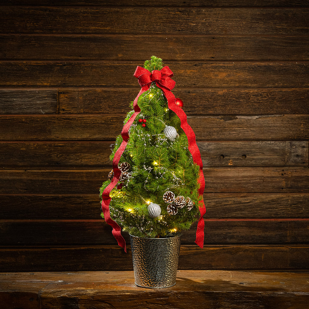 Scarlet Forest Living Christmas Tree - 1 Gallon