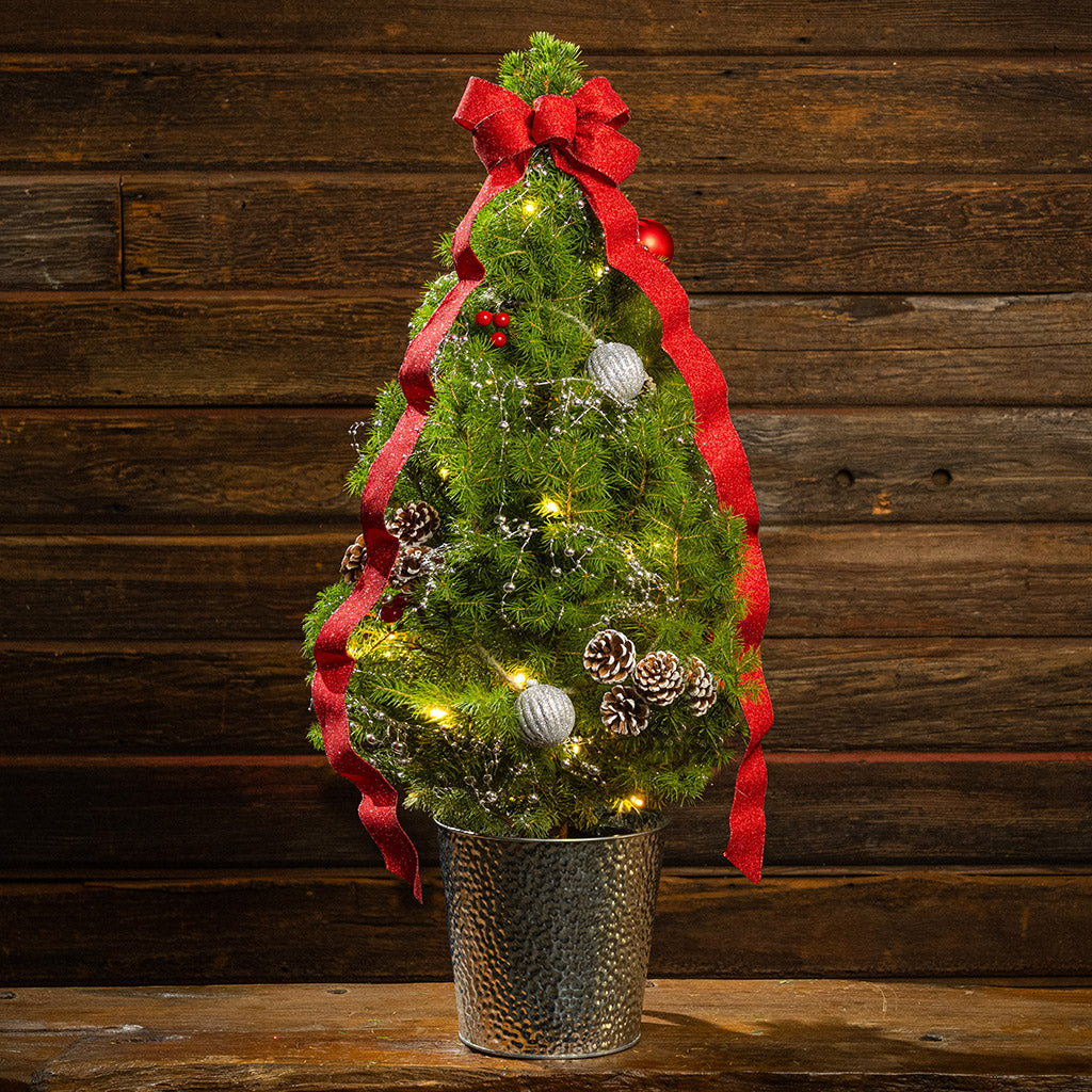 Scarlet Forest Living Christmas Tree - 1 Gallon