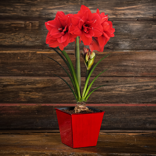 An arrangement of an amaryllis bulb, soil disc, and a shiny red plastic container