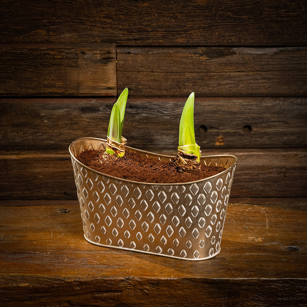 two amaryllis bulbs, two soil discs, and a gold decorated metal container