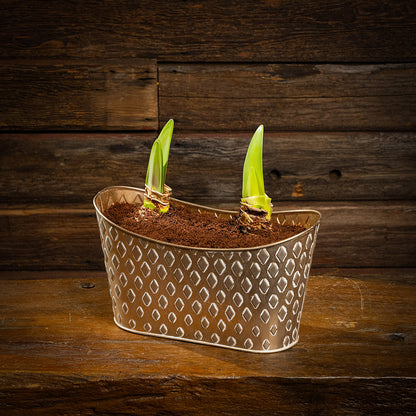 two amaryllis bulbs, two soil discs, and a gold decorated metal container