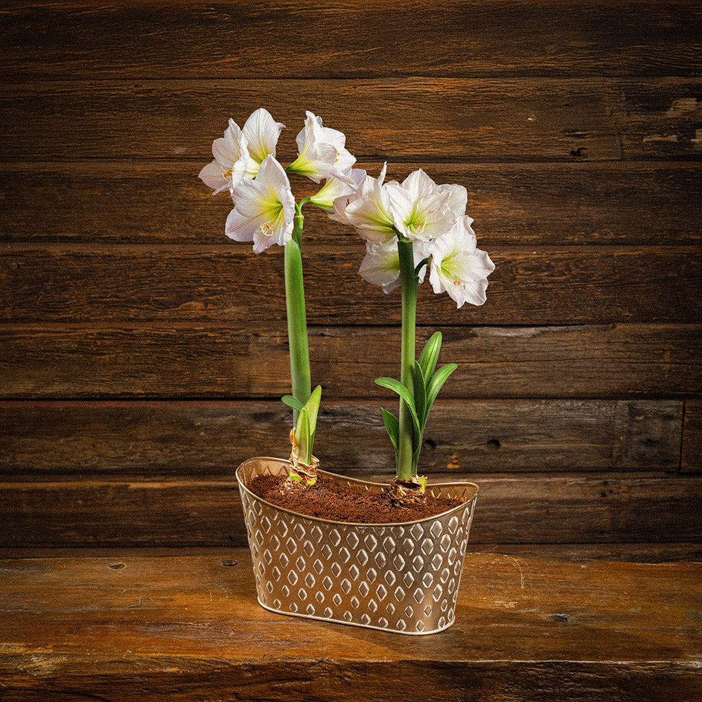two amaryllis bulbs, two soil discs, and a gold decorated metal container