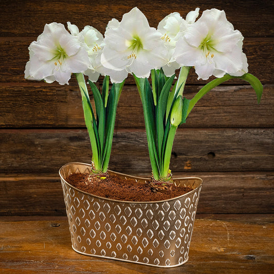 two amaryllis bulbs, two soil discs, and a gold decorated metal container