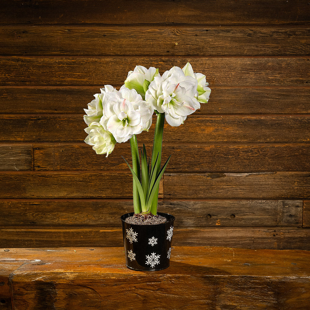 Snowy Day Amaryllis