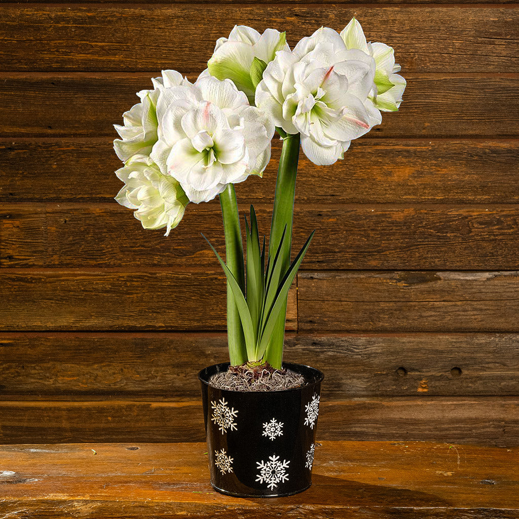 Snowy Day Amaryllis