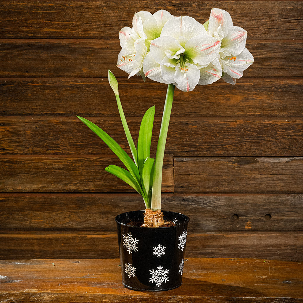 Snowy Day Amaryllis