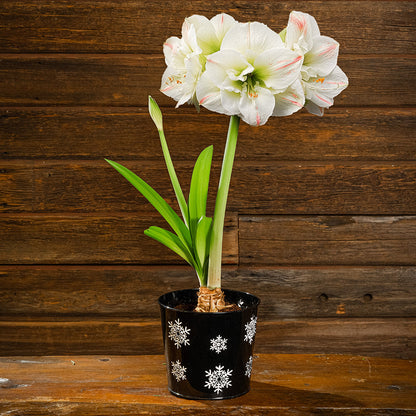 Snowy Day Amaryllis