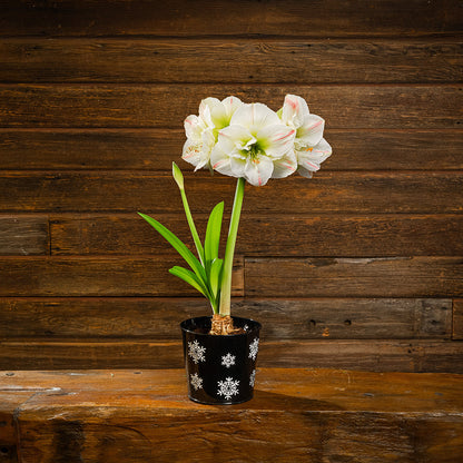 Snowy Day Amaryllis