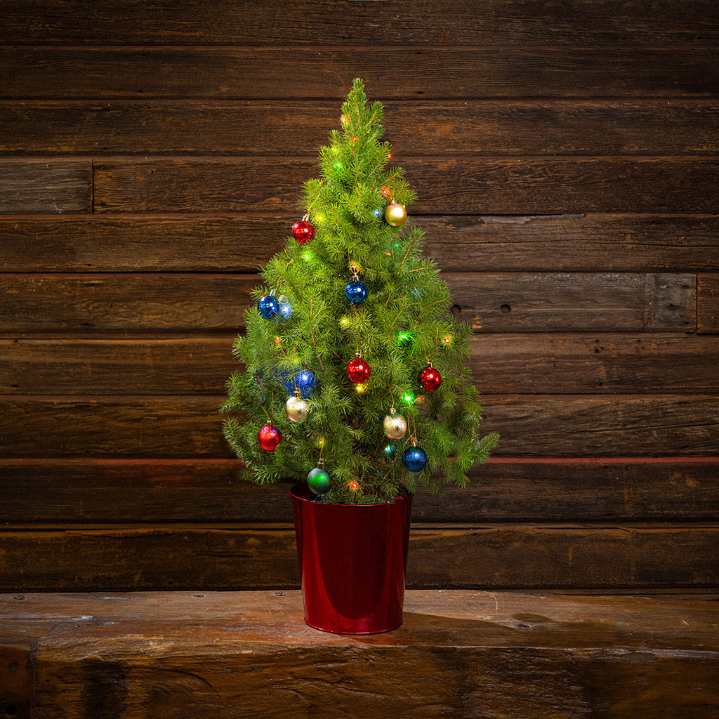 Sparkle and Joy Living Christmas Tree - 1 Gallon