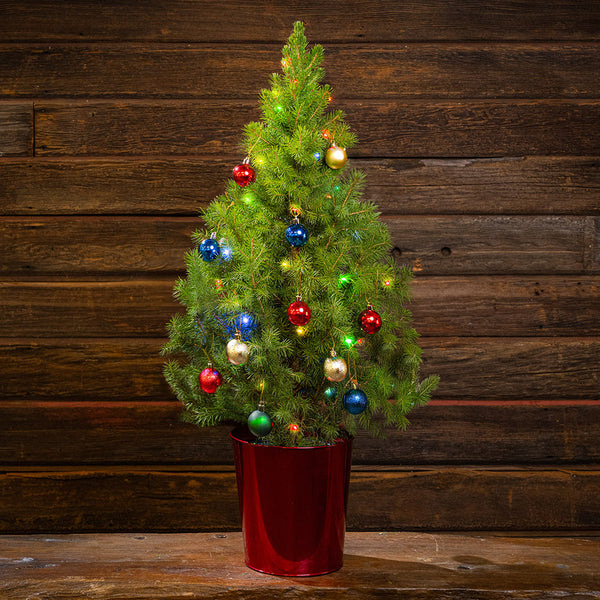 Sparkle and Joy Living Christmas Tree - 1 Gallon – Lynch Creek Farm