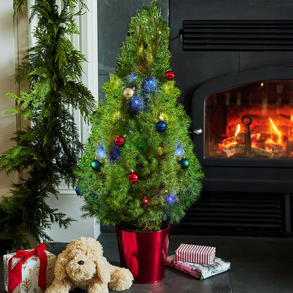 Sparkle and Joy Living Christmas Tree - 1 Gallon