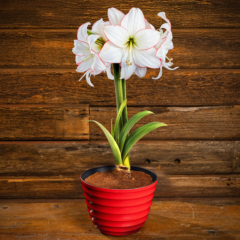 Spellbound Amaryllis