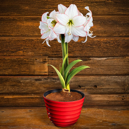 Spellbound Amaryllis