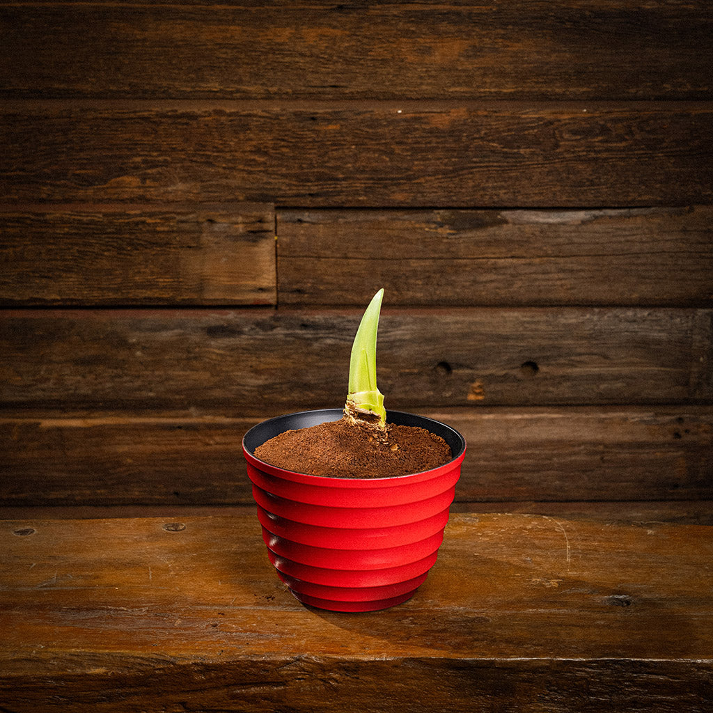 Spellbound Amaryllis – Lynch Creek Farm