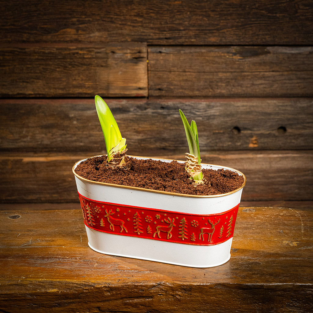 two amaryllis bulbs, two soil discs, and a red-and-white metal decorated container