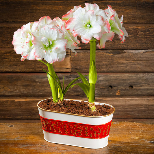 two amaryllis bulbs, two soil discs, and a red-and-white metal decorated container