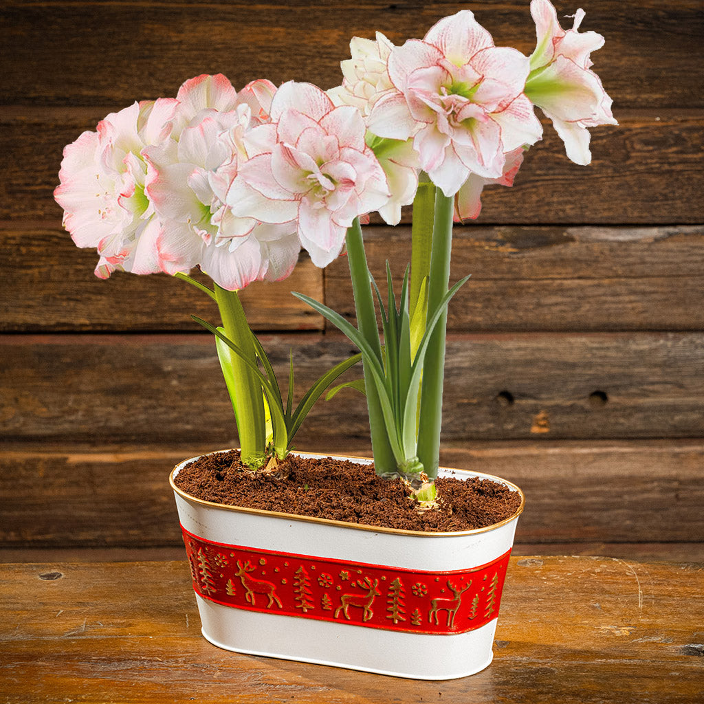 two amaryllis bulbs, two soil discs, and a red-and-white metal decorated container