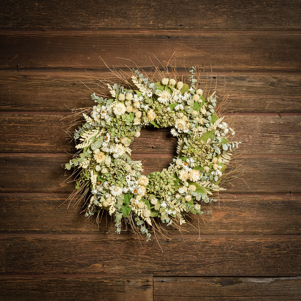 A dried wreath made of natural green hydrangea, cream strawflowers, daisies, cream globe amaranthus, salal leaves or silver-dollar eucalyptus, and sage green eucalyptus hung on a dark wood background.