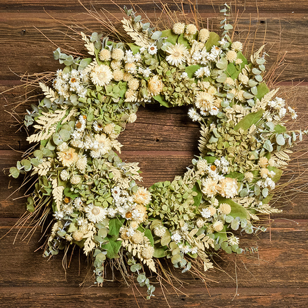 A close-up of a dried wreath made of natural green hydrangea, cream strawflowers, daisies, cream globe amaranthus, salal leaves or silver-dollar eucalyptus, and sage green eucalyptus hung on a dark wood background.