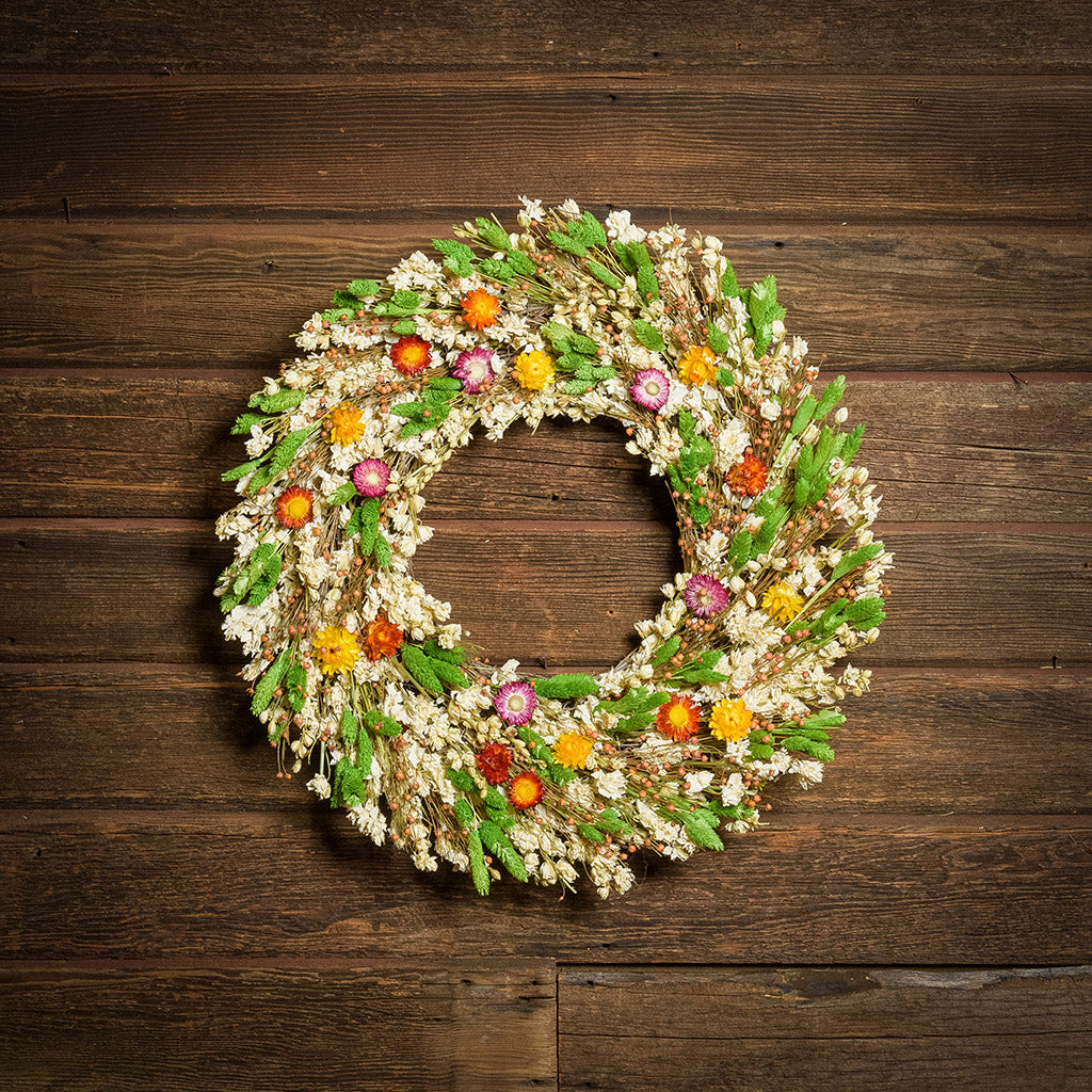 A dried wreath made of green phalaris, white larkspur, assorted colors of strawflower blooms and pink flax pods hung on a dark wood background.