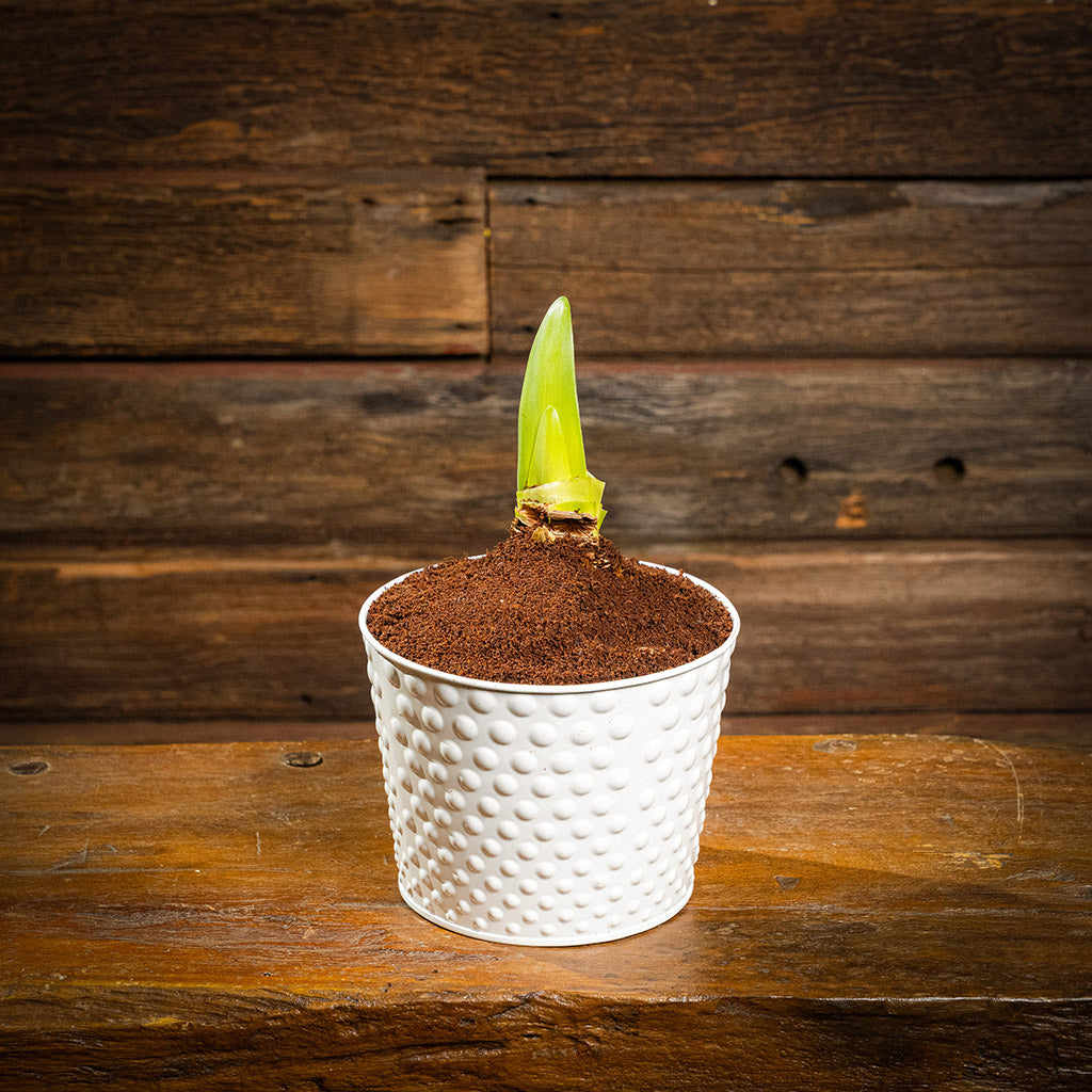 amaryllis bulb, soil disc, and a white metal container
