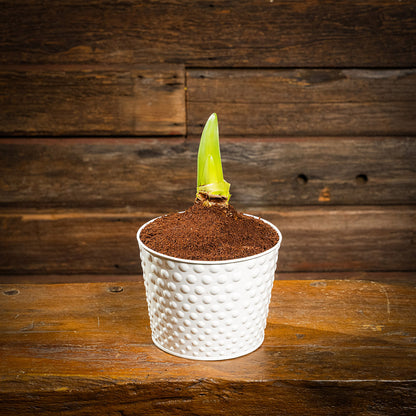 amaryllis bulb, soil disc, and a white metal container