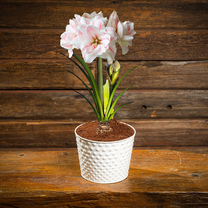 amaryllis bulb, soil disc, and a white metal container