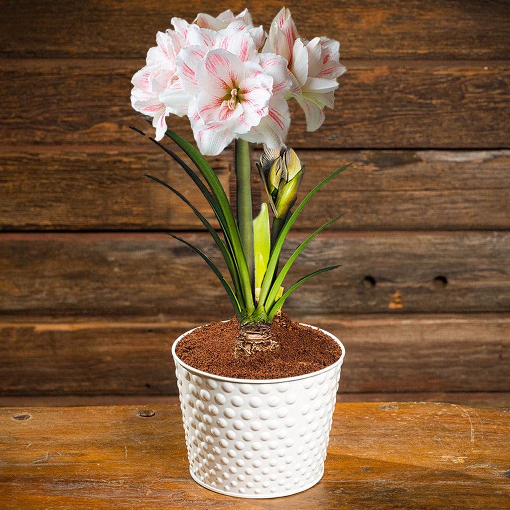 amaryllis bulb, soil disc, and a white metal container
