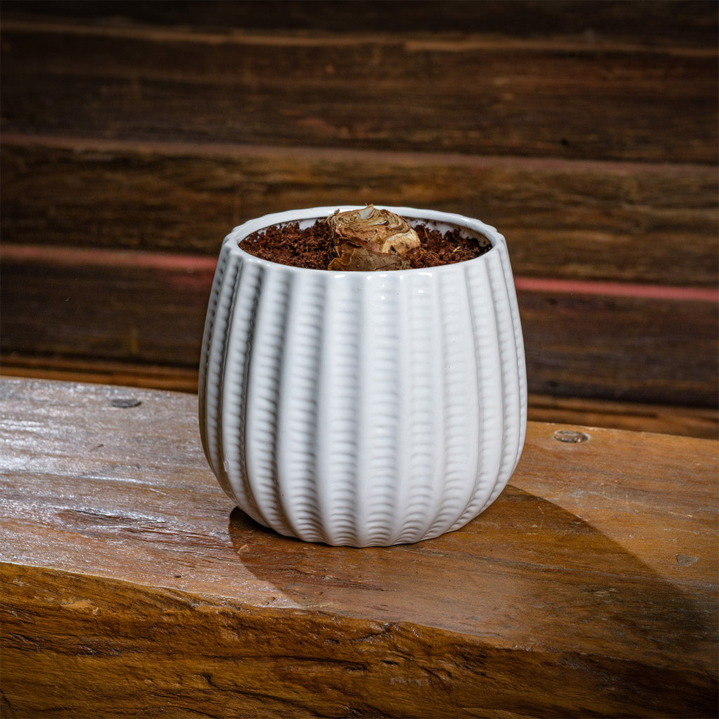 Ruby Blooms Amaryllis