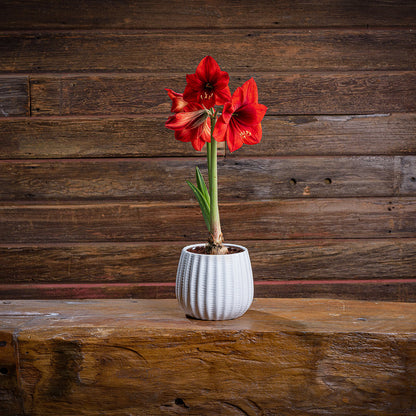 Ruby Blooms Amaryllis
