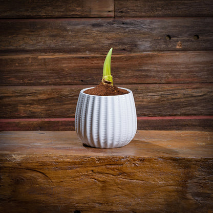 Ruby Blooms Amaryllis